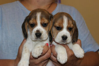 Beagle szczeniaczki po Championie Polski ZKwP (FCI)
