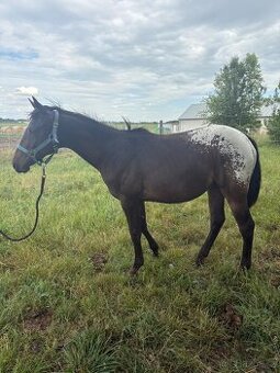 Kobylka Tara x appaloosa