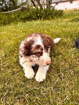 Štěňátka  Border Kolie Blue merle Red merle