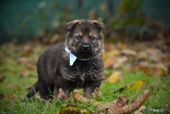 Německý ovčák s PP