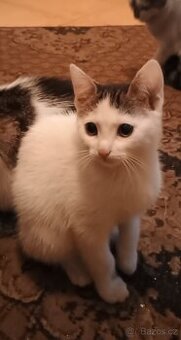 Roztomilé koťátko, kocour