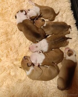 Americký stafordšírský teriér