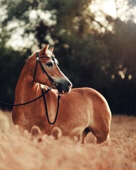 Prodám klisnu Haflinga