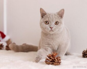 Britská koťátka s PP