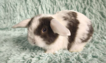 ⭐️ Vánoční ⭐️ Zakrslý beránek SATÉNOVÝ🍀 T3 🍀