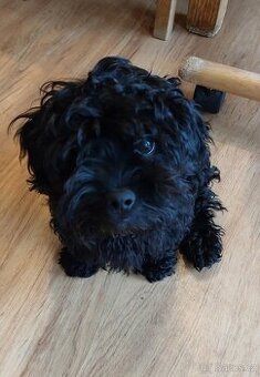 Ruská barevná bolonka s PP