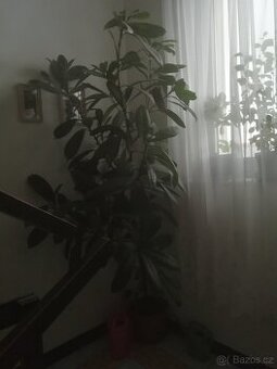 Prodám fikus
