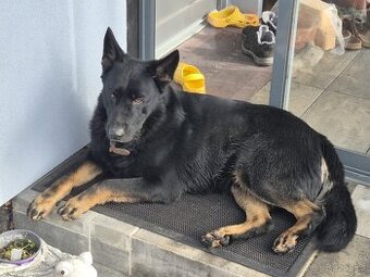 Daruji německého ovčáka