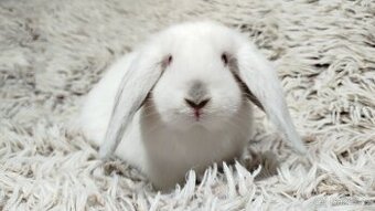 Zakrslý beránek, králíček, králík - MATEO