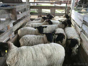 Jehnice Suffolk roční a jednu vyřazenou ovci