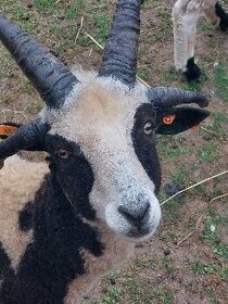ovce jákobova - 1