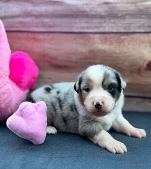 Miniaturní Americký ovčák s PP, blue merle pes - 1