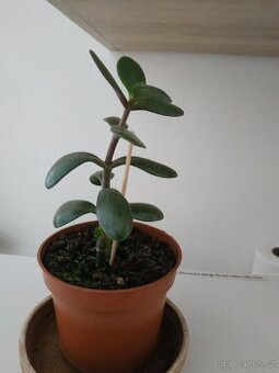 Tlustice 28cm - 1
