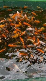 Koi kapři