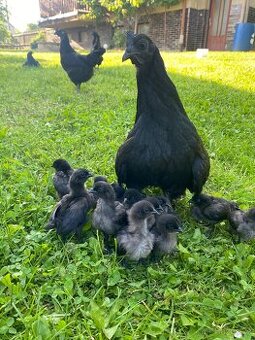 Ayam cemani