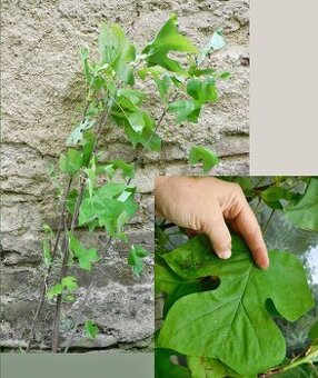 liliovník tulipánokvětý - 80cm