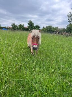 Minihorse