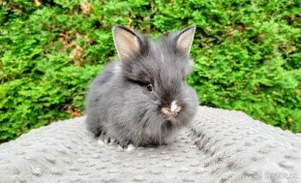 Zakrslý králík, králíček -(lvíček)-TOMMY