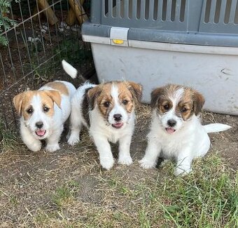 Jack Russell teriér - s Průkazem původu