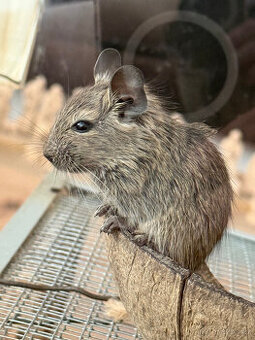 OSMÁK DEGU mláďata