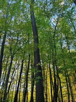 Prodej lesa 9436 m² Nivnice