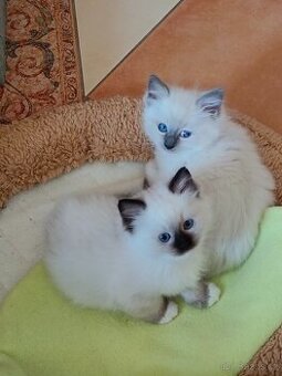 Koťata Ragdoll