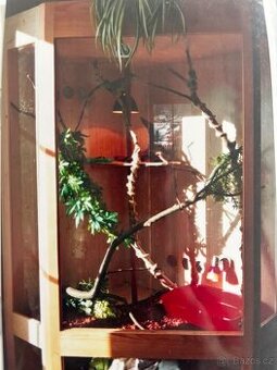 Terarium pro leguána, agamu