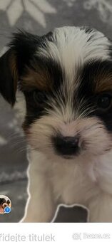 Jorksirsky terier biwier