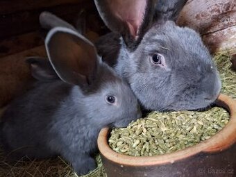 Prodám Moravský Modrý  2 měsíce