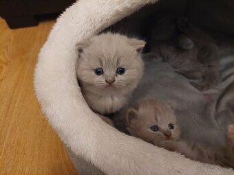 Britská koťátka bez PP