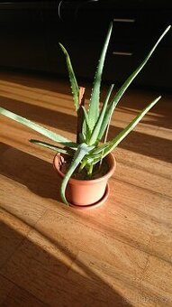 Dvě léčivé ALOE VERA