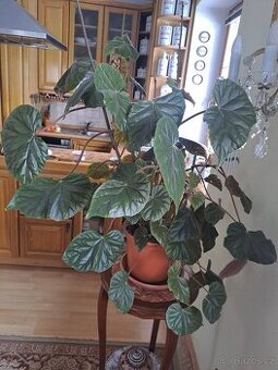 Begonie velika vzrostla - kvet ruzovy