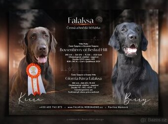 Flat Coated Retriever s PP