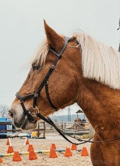 Uzdečka Rambo Micklem Competition 2, vel. Xfull