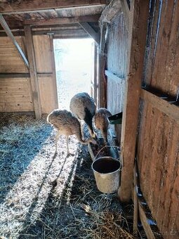 Nandu pampový mládata 2025