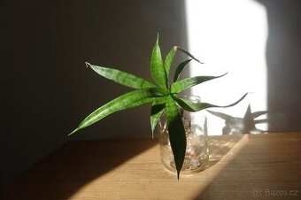 Sukulent, tchynin jazyk, Sansevieria