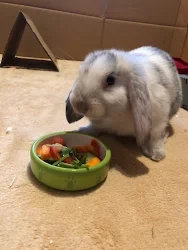zakrslý králík - beránek