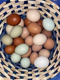 Násadové vejce
