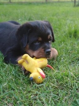 Rottweiler / Rotvajler