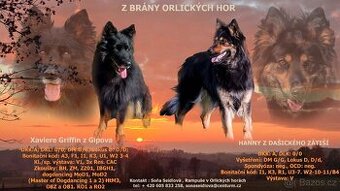 Chodský pes štěňata - 1