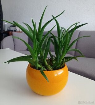 Pokojové rostliny - vánoční kaktus bílý , Aloe, Dracena