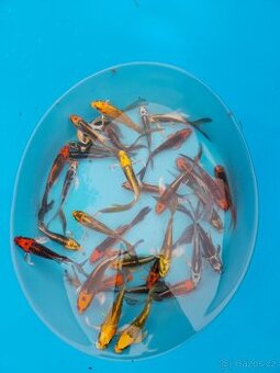 Butterfly koi 10-15cm