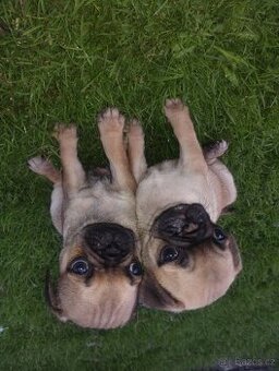 Mops
