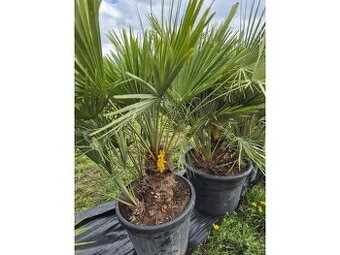 Žumara nízká - Chamareops Humilis 70l mrazuvzdorná palma