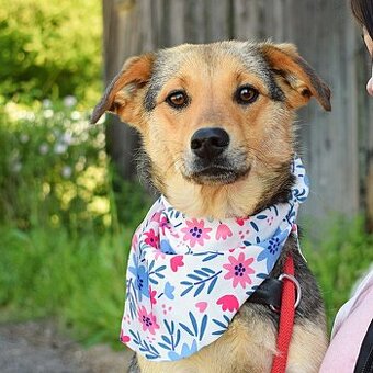 ŠEJLA K ADOPCI - 1 ROK, VDĚČNÁ, ODDANÁ,LASKAVÁ