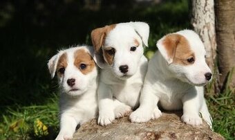 Jack Russell teriér