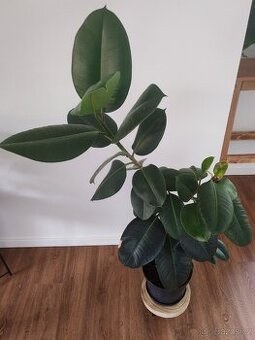 Ficus elastica