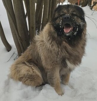 Kavkazský pastevecký pes - krytí pouze fen s PP