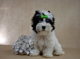 Jorkšírský teriér-biewer,golddust,choco s PP