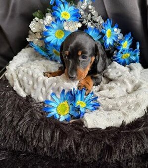 Jezevčík trpasličí